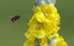 Giant Silver Mullien (Verbascum Bombyciferum) - 1 Gallon Pot -Healthy Plant Shop verbascum bombyciferum giant silver mullien 7