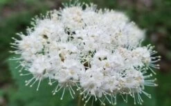 Maple Leaf Viburnum - 3 Pack Of 1.5 Quart Pots 19 Maple Leaf Viburnum - 3 Pack Of 1.5 Quart Pots -Healthy Plant Shop viburnum acerifolium maple leaf 15