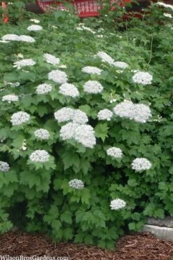 Maple Leaf Viburnum - 3 Pack Of 1.5 Quart Pots 14 Maple Leaf Viburnum - 3 Pack Of 1.5 Quart Pots -Healthy Plant Shop viburnum acerifolium maple leaf 16