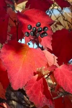 Maple Leaf Viburnum - 3 Pack Of 1.5 Quart Pots 16 Maple Leaf Viburnum - 3 Pack Of 1.5 Quart Pots -Healthy Plant Shop viburnum acerifolium maple leaf 2