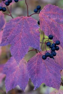 Maple Leaf Viburnum - 3 Pack Of 1.5 Quart Pots 18 Maple Leaf Viburnum - 3 Pack Of 1.5 Quart Pots -Healthy Plant Shop viburnum acerifolium maple leaf 3