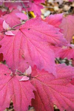 Maple Leaf Viburnum - 3 Pack Of 1.5 Quart Pots 17 Maple Leaf Viburnum - 3 Pack Of 1.5 Quart Pots -Healthy Plant Shop viburnum acerifolium maple leaf 8 1