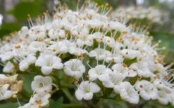 Mohican Arrowwood Viburnum - 6 Gallon Pot (4-5') -Healthy Plant Shop viburnum lantana mohican 1