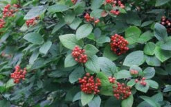 Mohican Arrowwood Viburnum - 6 Gallon Pot (4-5') -Healthy Plant Shop viburnum lantana mohican 3