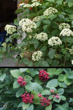 Mohican Arrowwood Viburnum - 6 Gallon Pot (4-5') -Healthy Plant Shop viburnum lantana mohican 4