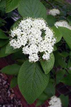 Mohican Arrowwood Viburnum - 6 Gallon Pot (4-5') -Healthy Plant Shop viburnum lantana mohican 5