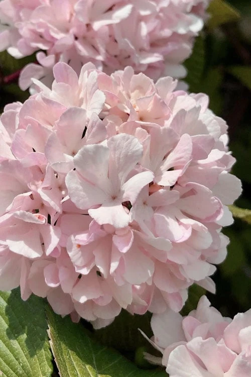 Kern's Pink Snowball Viburnum Bush - 2 Gallon Pot 1 Kern's Pink Snowball Viburnum Bush - 2 Gallon Pot