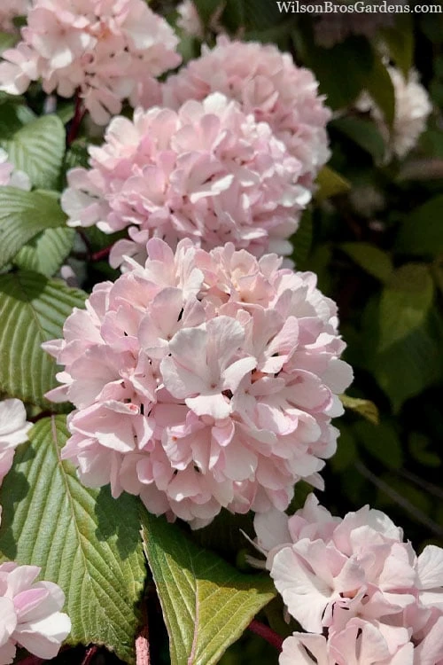 Kern's Pink Snowball Viburnum Bush - 3 Gallon Pot 5 Kern's Pink Snowball Viburnum Bush - 3 Gallon Pot - Image 5