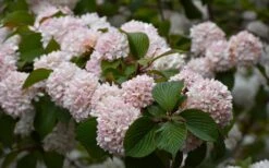 Kern's Pink Snowball Viburnum Bush - 3 Gallon Pot 11 Kern's Pink Snowball Viburnum Bush - 3 Gallon Pot -Healthy Plant Shop viburnum plicatum kerns pink snowball 7 1