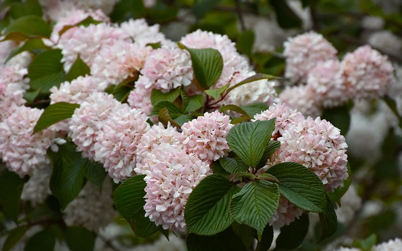 Kern's Pink Snowball Viburnum Bush - 3 Gallon Pot 6 Kern's Pink Snowball Viburnum Bush - 3 Gallon Pot - Image 6