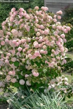 Kern's Pink Snowball Viburnum Bush - 3 Gallon Pot 9 Kern's Pink Snowball Viburnum Bush - 3 Gallon Pot -Healthy Plant Shop viburnum plicatum kerns pink snowball 9 1