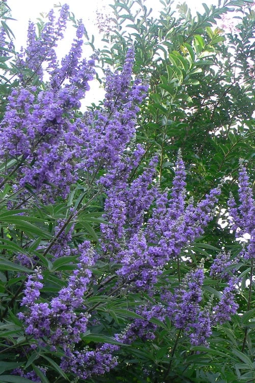 Shoal Creek Chaste Tree (Vitex) - 1 Gallon Pot 1 Shoal Creek Chaste Tree (Vitex) - 1 Gallon Pot