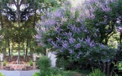 Shoal Creek Chaste Tree (Vitex) - 1 Gallon Pot 11 Shoal Creek Chaste Tree (Vitex) - 1 Gallon Pot -Healthy Plant Shop vitex agnus castus shoal creek chaste tree 53