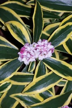 Marianni Variegated Pink Winter Daphne - 1 Gallon Pot -Healthy Plant Shop winter daphne marianni 3