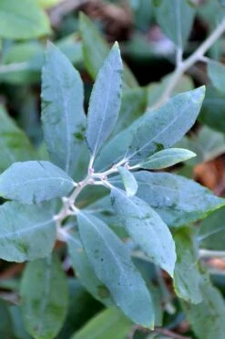 Woodlanders Blue Dusty Zenobia (Honeycup) - 3 Gallon Pot 13 Woodlanders Blue Dusty Zenobia (Honeycup) - 3 Gallon Pot -Healthy Plant Shop zenobia woodlanders blue 21