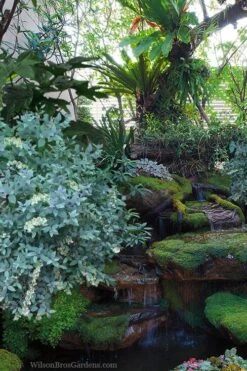 Woodlanders Blue Dusty Zenobia (Honeycup) - 3 Gallon Pot 11 Woodlanders Blue Dusty Zenobia (Honeycup) - 3 Gallon Pot -Healthy Plant Shop zenobia woodlanders blue 25